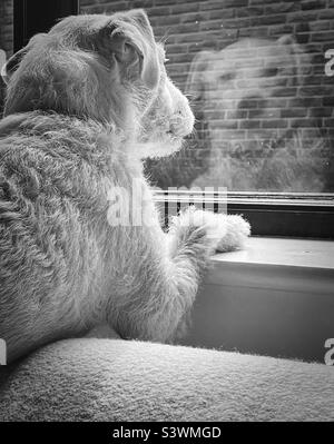 ‘Walkies?’ Ein Parson Russell Terrier schaut aus dem Fenster in der Hoffnung auf ein weiteres Abenteuer (Black & White) Stockfoto