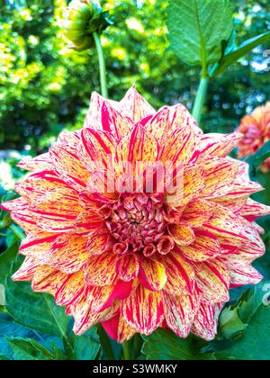 Gelb-rot gestreifte Dahlie im Sommergarten. Stockfoto