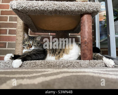 Weibliche kurzhaarige Hauskatze, die in einem Katzenbaum faulenzt. Stockfoto