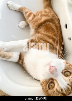 Ingwer tabby Katze entspannen in einem Waschbecken Stockfoto