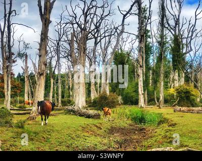 New Forest Pony mit Fohlen, die durch toten Eichenwald wandern und den Highland-Wasserstrahl während einer Sommertrockenheit, August 2022, austrocknen Stockfoto