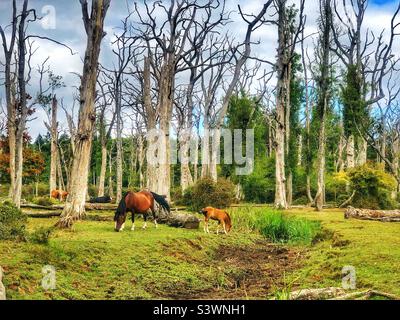 New Forest Pony mit Fohlen grasen unter toten Eichenwäldern und neben ausgetrockneten Highland-Wasserstrahl während einer Sommertrockenheit, August 2022 Stockfoto