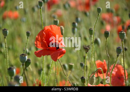 Nahaufnahme einer rot blühenden Mohnblüte auf einem Feld. Fokus auf Blüte. Mohn von Moore im Hintergrund Stockfoto