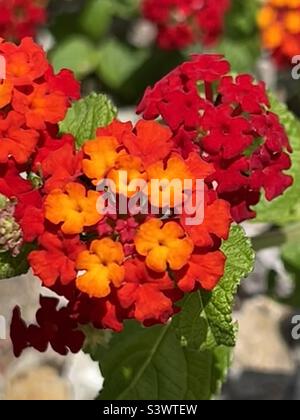 Rote und orange Lantana blüht im Sommer in Arizona. Stockfoto