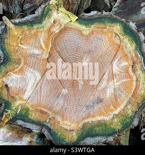 Herzförmige Schnitzerei aus Baumstamm mit farbigen feuchten Algen und Eisumrandung Stockfoto