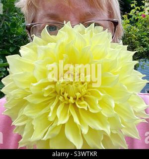 Riesige gelbe Dahlie. Stockfoto