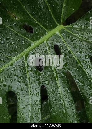 Blatt der Schweizer Käsepflanze mit Wassertröpfchen bedeckt Stockfoto