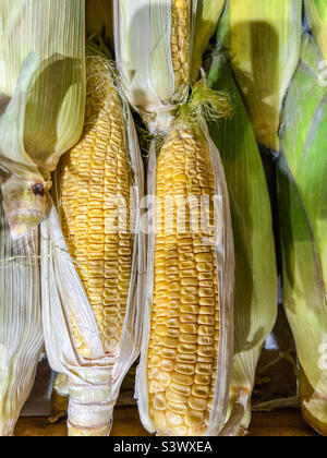 Sweet Corn on the cob Stockfoto