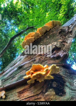 Huhn der Waldpilze (Laetiporus sulfureus) im New Forest National Park Stockfoto