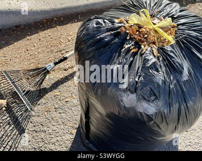 Eine Tüte frisch gekrakelte Blätter aus einem Hof in Utah, USA. Knackige, orange-goldene Blätter in der Tasche stehen in Kontrast zu der schwarzen Tasche selbst, ihrem Schatten auf der Straße in der Nachbarschaft und dem Rechen. Stockfoto