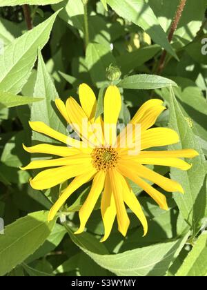 Hohe gelbe Gänseblümchen im Garten Stockfoto