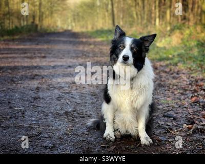 Border Collie Hund sitzt auf einem Waldweg in späten Abend Herbstsonne Stockfoto