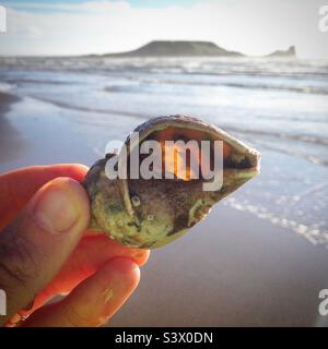 Ein Strandfund eines Einsiedlerkrebs tief in seiner Schale am Strand von Rhossili an der Gower Coast in West Wales Stockfoto