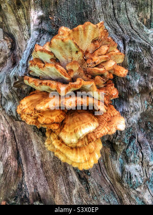 Pilze wachsen auf einem Baumstamm in einem Hampshire Wald Vereinigtes Königreich. Ende August Stockfoto