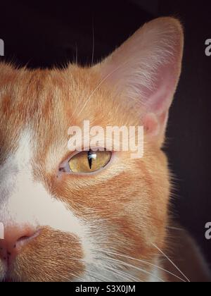 Ingwer gestromt, aus nächster Nähe und beschnittenes Gesicht, das Katzenauge mit glänzenden, hellen Schnurrhaaren betont. Stockfoto