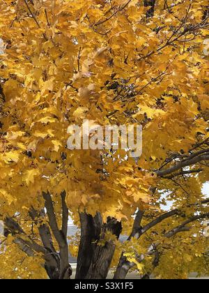 Ein reifer Ahornbaum, herrlich in Herbstgold als Teil der Landschaftsgestaltung auf lokalem Kirchengelände während der Herbstzeit in Utah, USA. Stockfoto