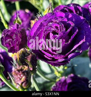 Lisianthus wächst im Spätsommergarten. Stockfoto