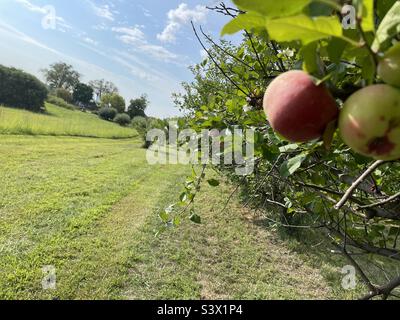 Die Morgensonne beleuchtet Äpfel, die auf einem Ast in einem Apfelgarten wachsen. Stockfoto