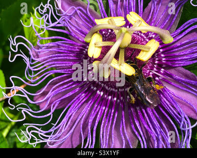 Eine dreibanderige Skoliidwespe (Dielis trifasciata), die von einer Passionsblume in einem Florida-Hinterhof mit Pollen bedeckt ist. Die Wespe hat vier Bänder, also ist dies ein Männchen. Stockfoto