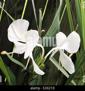 Schmetterling Ingwer Blumen ( Hedychium coronarium) wächst im Schatten in einem Florida Garten. Diese Blumen haben einen schönen Duft. Stockfoto