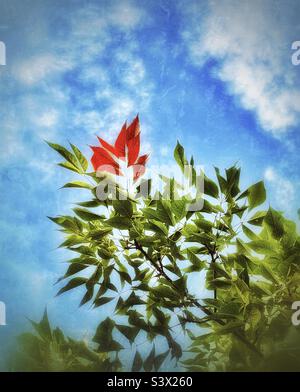 The branches of an Ash tree in our backyard in Utah, USA. Being late summer with fall coming, I changed the hue on some of the leaves to their autumn color to represent the upcoming season change. Stockfoto