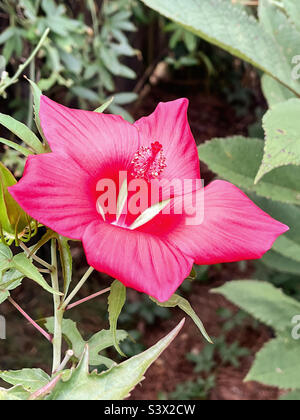 Texas Star Hibiskusblüte. Stockfoto