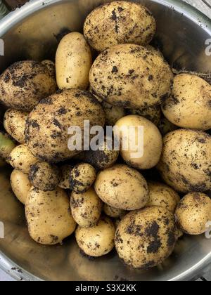 Frische neue Kartoffeln aus dem Garten Stockfoto