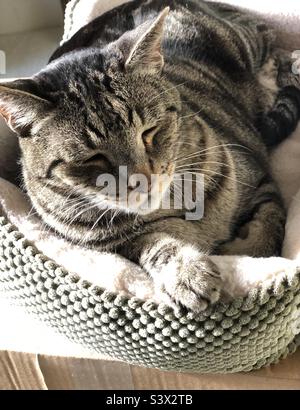 Katze im Korb Stockfoto