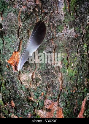 Einzelne Vogelfedern eingebettet in die grüne und braune Rinde eines großen Baumes, der in einem natürlichen Waldgebiet in Suffolk UK wächst Stockfoto