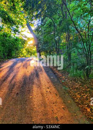 Ein sonnenbeschienenen Pfad im Wald. Stockfoto