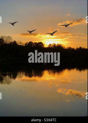 Gänse fliegen über See Stockfoto