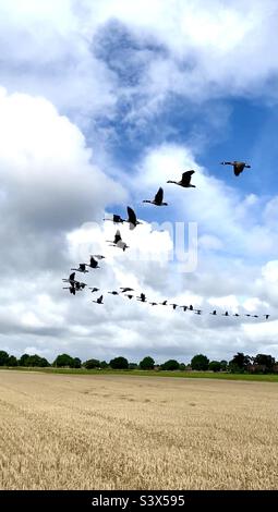 Herde Kanadagänse, die über Suffolk-Kornfelder fliegen. England, Großbritannien. Stockfoto