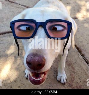 Ein Labrador Retriever mit einer lustigen Brille Stockfoto