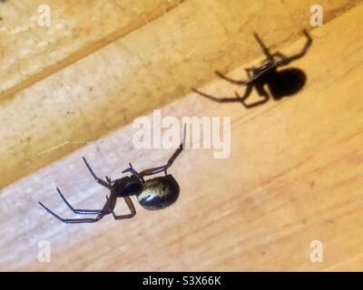 False Black Widow Spider and Shadow (Steatoda nobilis) weiblich, Hampshire Garden, Großbritannien Stockfoto