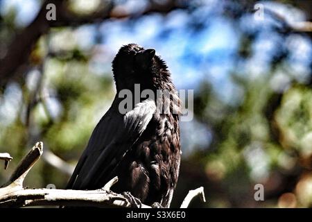 Eine Krähe, die die Sonne genießt. Dieser Vogel sitzt auf einem Ast und genießt die Sonnenstrahlen in der Hitzewelle. Dies wurde in Pine Woods in Formby aufgenommen. Stockfoto