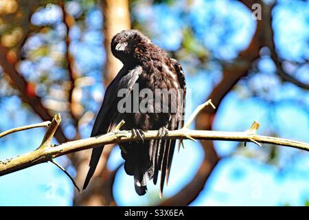 Eine Krähe, die die Sonne genießt. Dieser Vogel sitzt auf einem Ast und genießt die Sonnenstrahlen in der Hitzewelle. Dies wurde in Pine Woods in Formby aufgenommen. Stockfoto