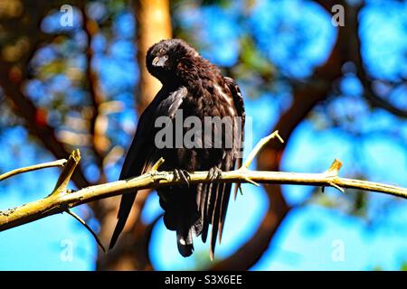 Eine Krähe, die die Sonne genießt. Dieser Vogel sitzt auf einem Ast und genießt die Sonnenstrahlen in der Hitzewelle. Dies wurde in Pine Woods in Formby aufgenommen. Stockfoto