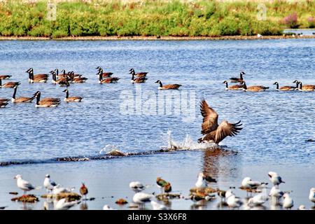 Eine wilde kanadische Gans, die über das Wasser eines Sees gleitet, während er landet. Die Spur des Wassers kann hinter gesehen werden. Dieser See ist voll von anderen Vögeln, Gänsen und Enten. Stockfoto