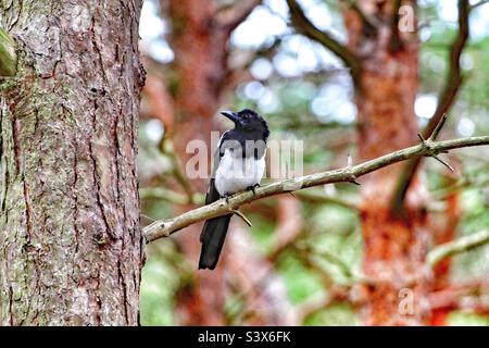 Eine einsame Elster, die auf einem Ast im Wald sitzt. Diese einzigartigen schwarzen und weißen Vögel sind für manche immer noch abergläubisch, die Zahlen repräsentieren etwas anderes. Stockfoto