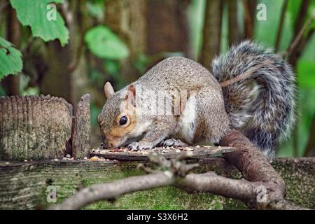 Ein schönes Bild von einem wilden Eichhörnchen im Wald. Dieses Tier ist auf der Nahrungssuche nach Samen und Nüssen. Sein großer buschiger Schwanz ist in diesem Bild deutlich zu erkennen. Stockfoto