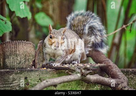 Ein schönes Bild von einem wilden Eichhörnchen im Wald. Dieses Tier ist auf der Nahrungssuche nach Samen und Nüssen. Sein großer buschiger Schwanz ist in diesem Bild deutlich zu erkennen. Stockfoto