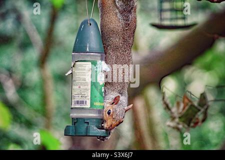 Ein schönes Bild von einem wilden Eichhörnchen im Wald. Dieses Tier ist auf der Nahrungssuche nach Samen und Nüssen. Sein großer buschiger Schwanz ist in diesem Bild deutlich zu erkennen. Stockfoto