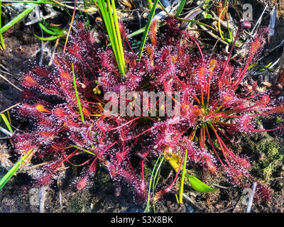 Längliche Sonnentaucher (Drosera intermedia) klebrige Tropfen, die wie Tau aussehen, glitzern in der Morgensonne, die auf den Drüsen im New Forest National Park, Hampshire, Großbritannien, wächst. August 2022 Stockfoto