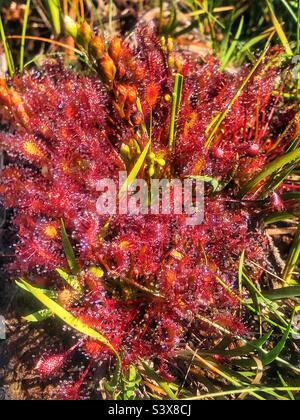 Längliche Sonnentaucher (Drosera intermedia) klebrige Tropfen, die wie Tau aussehen, glitzern in der Morgensonne, die auf den Drüsen im New Forest National Park, Hampshire, Großbritannien, wächst. August 2022 Stockfoto