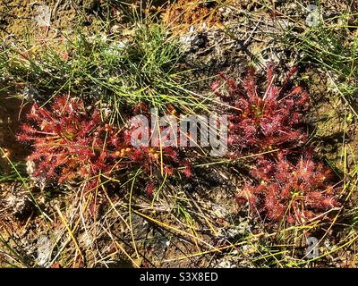 Langblättrige Sonnentaucher (Drosera intermedia), die während der Dürre im Sommer 2022 im New Forest National Park, Hampshire, Großbritannien, auf den Drüsen wachsen. Stockfoto