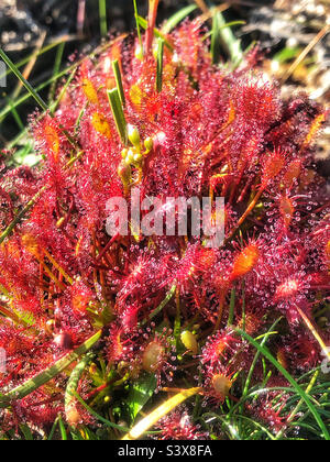 Längliche Sonnentaucher (Drosera intermedia) klebrige Tropfen, die wie Tau aussehen, glitzern in der Morgensonne, die auf den Drüsen im New Forest National Park, Hampshire, Großbritannien, wächst. August 2022 Stockfoto