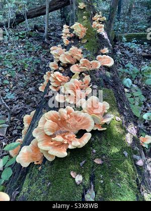 Wildpilze wachsen auf einem toten Baum im Wald, möglicherweise „Huhn aus dem Wald“ oder „Jack-o-Laterne“-Pilze. Stockfoto