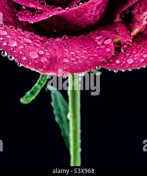 Rote rose Nahaufnahme Stockfoto
