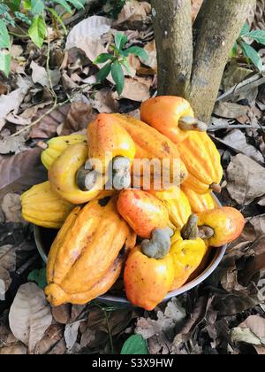 Cashew-Apfel. Frisches Cashew. Bio-Ernte Stockfoto