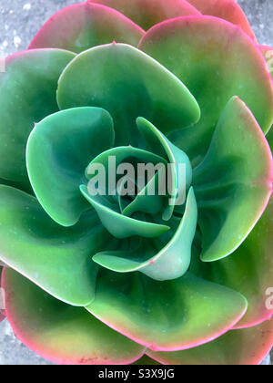 Nahaufnahme einer großen saftigen grünen und rosa Pflanze Stockfoto